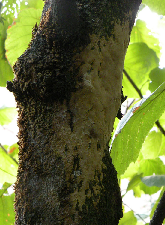 ... punctatus o ferruginosus ? (Phellinus sp.)